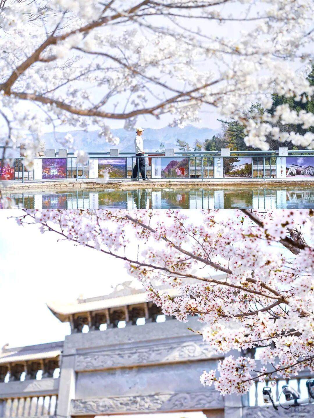 满山春色等你来 2026潭溪山第八届春花节正式启幕