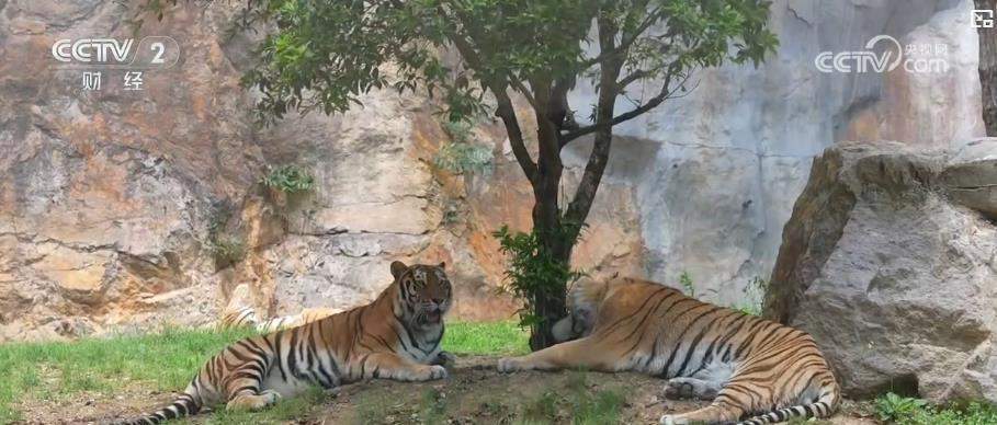 高铁赋能、场景焕新:文旅消费新活力加速释放