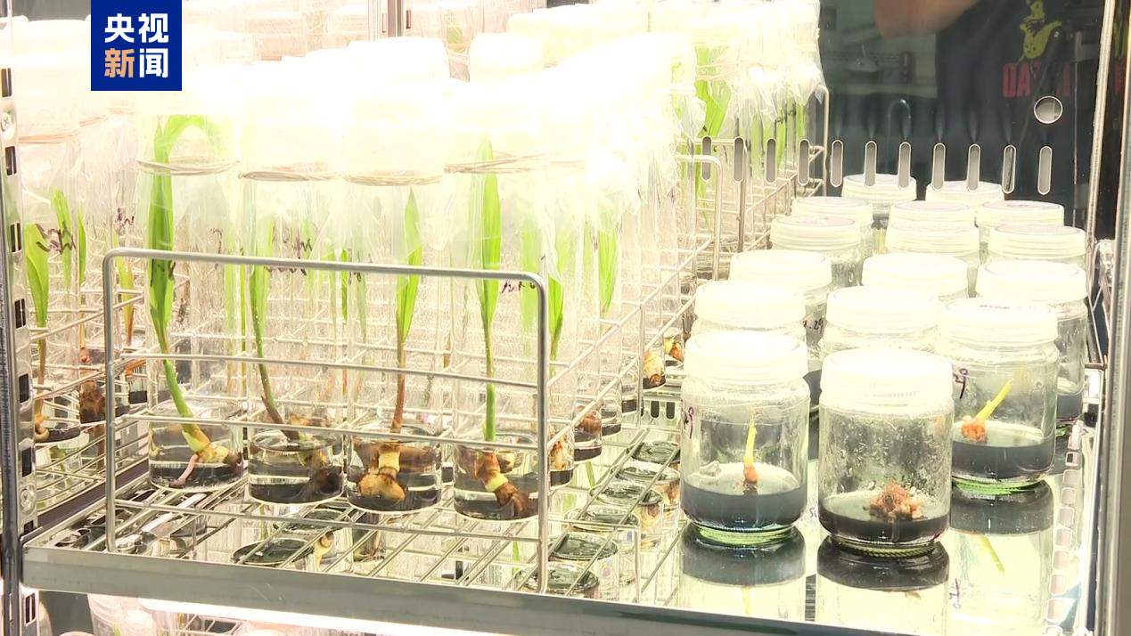 突破！三亚成功繁育“椰中贵族”糯椰种苗