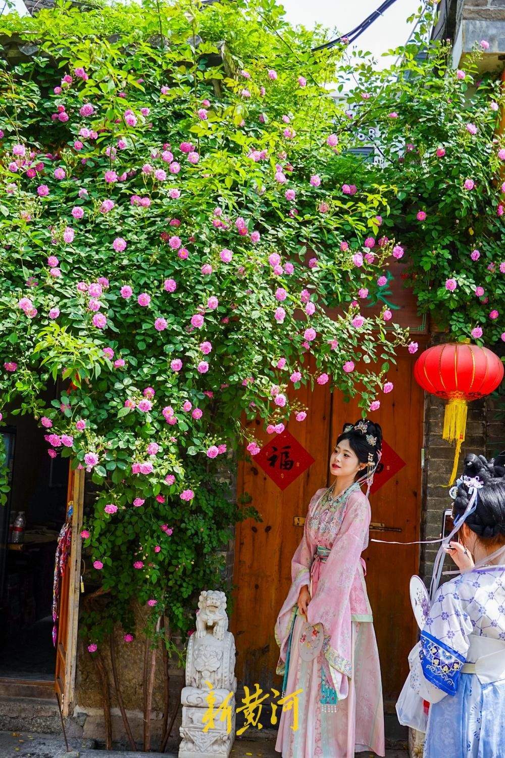 蔷薇“抢跑”赴春日之约