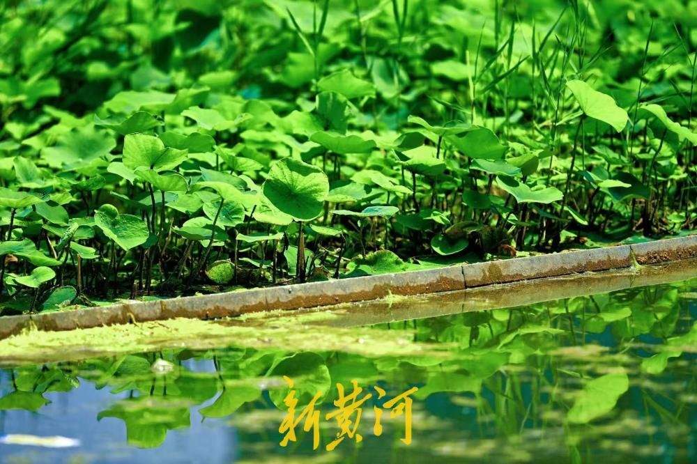 都市楼宇藏清荷，济南初夏入画来