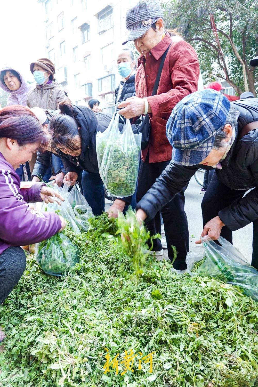 时令野菜抢“鲜”上市，市民争尝春日第一口鲜