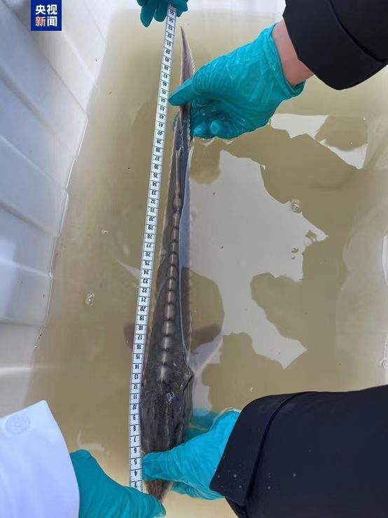 “水中大熊猫”再现 江苏如东海域发现一尾幼体中华鲟