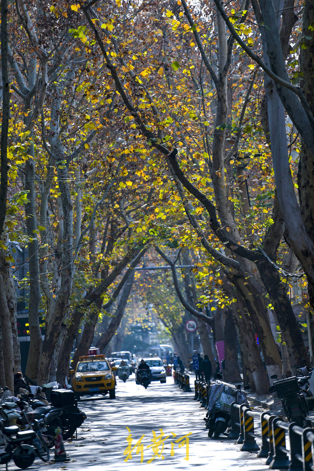 一年四季 泉在济南｜百年法桐织就“金色时光隧道” 济南老商埠冬日披金装 