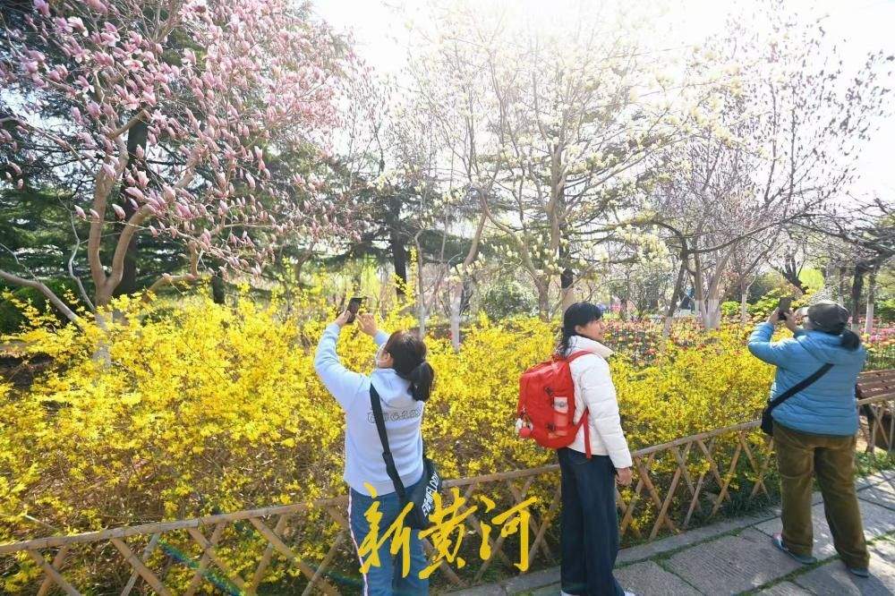 五龙潭公园里 玉兰连翘同框争艳