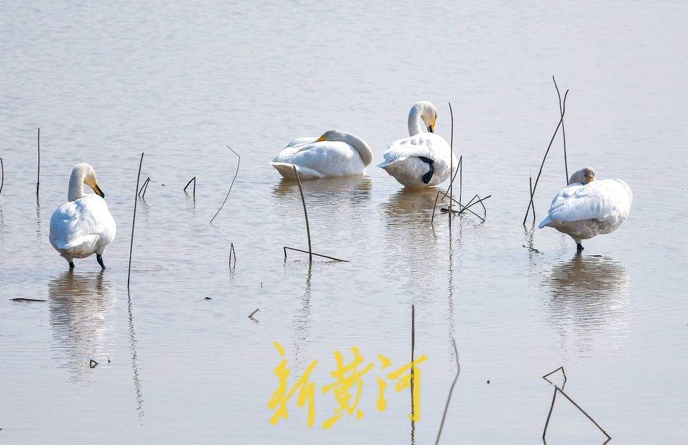 成群野生鸟落户鹊山水库沉沙池越冬