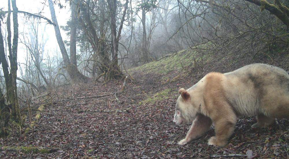 珍稀身影再度现身：全球唯一野生白色大熊猫亮相四川卧龙