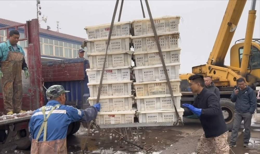 山东正式解除休渔期,鱼虾蟹类求购量大,海鲜电商:有多少收多少,不愁卖
