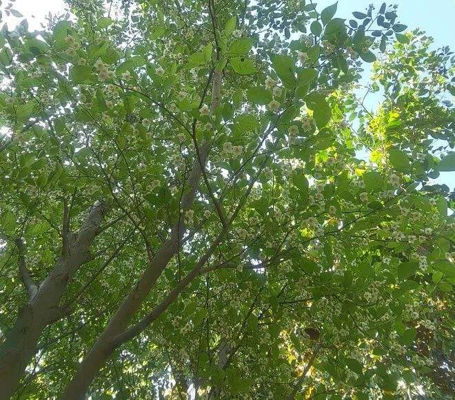 趵突泉景区仅有一株的野茉莉开花了