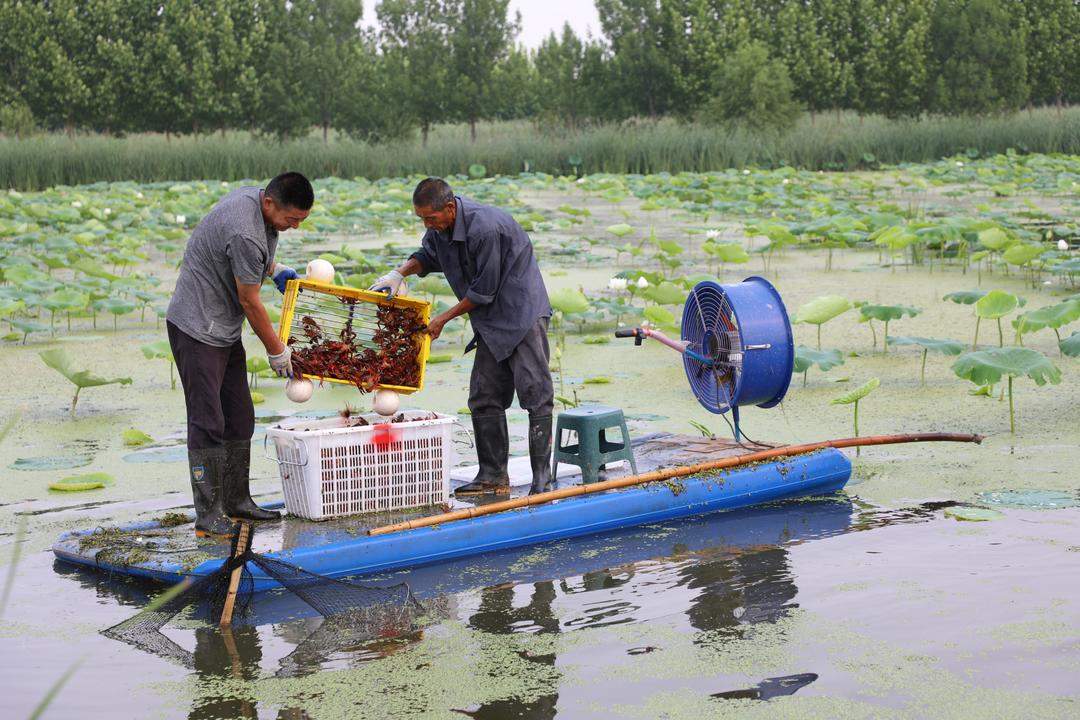 鱼台：“白富美”小龙虾跳动增收音符