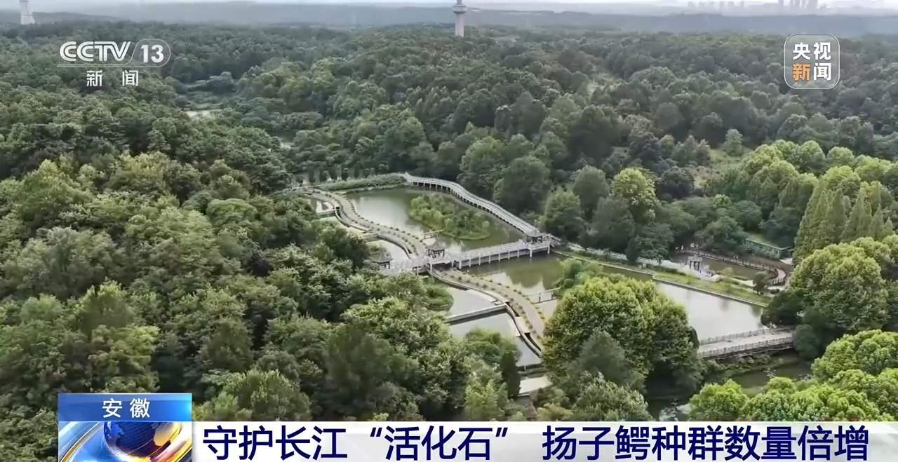 近距离看扬子鳄破壳瞬间！长江“活化石”人工孵化室大有讲究