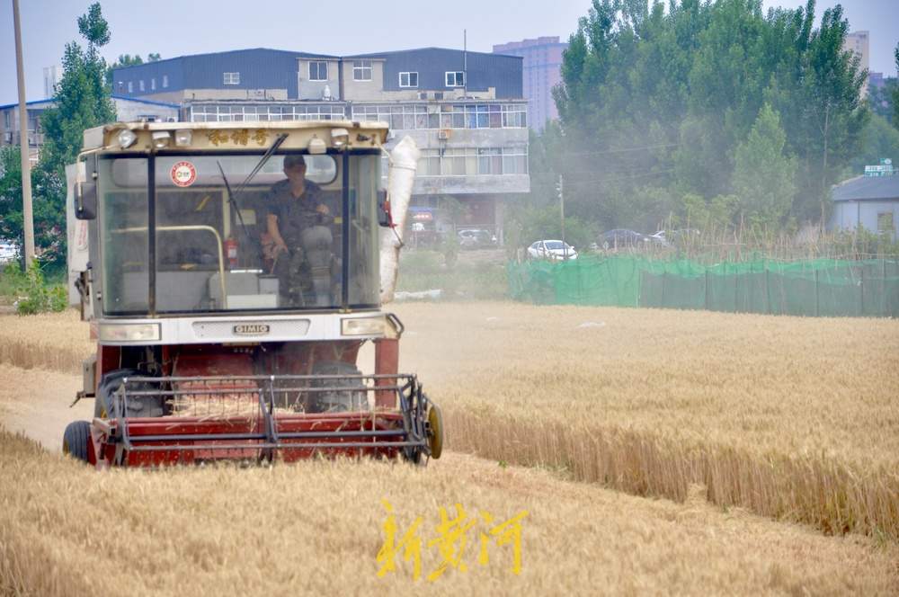 夏季麦收季，济南黄河南岸麦田开始收割