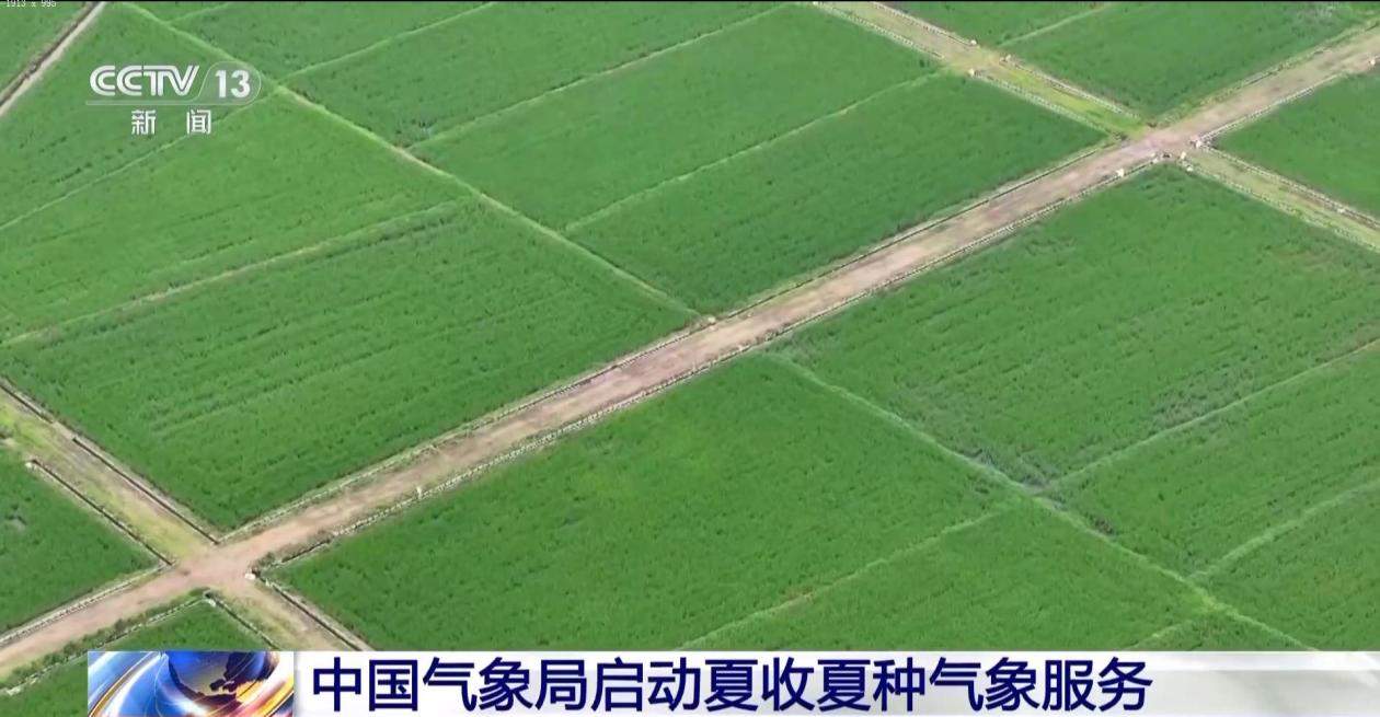 全年第一个收获时节到了 北方冬麦区需防范“干热风”天气