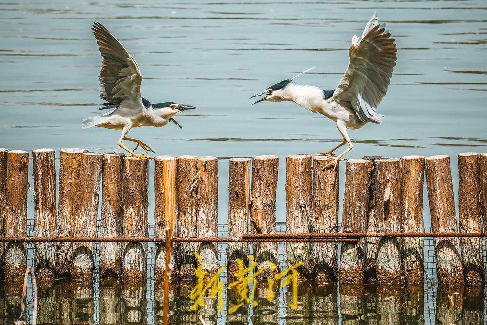 济南大明湖夜鹭翩跹，春意盎然绘就生态画卷
