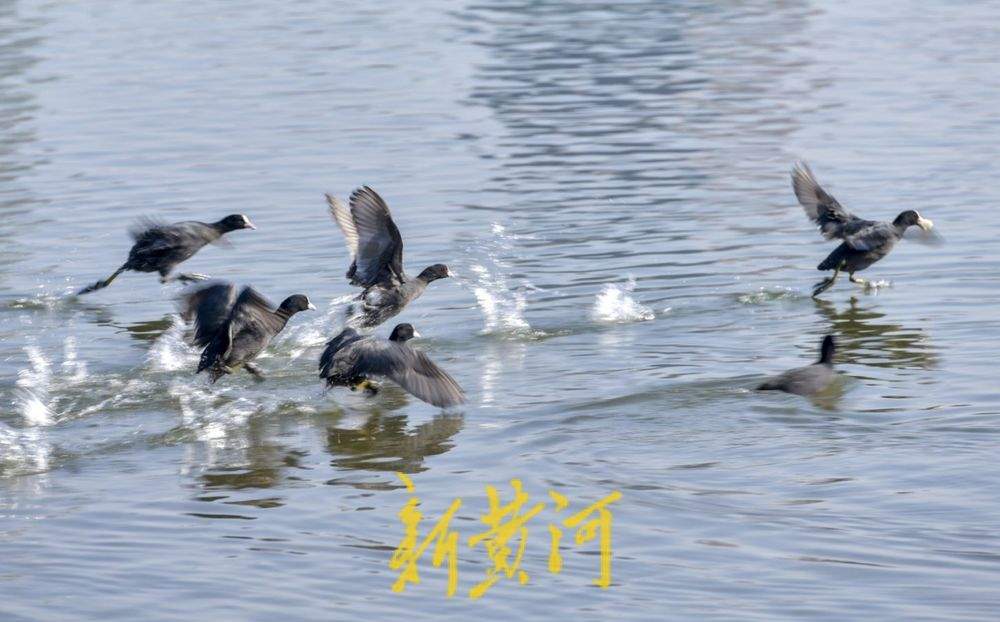ϣƽ̤˷ɣ硰ִ