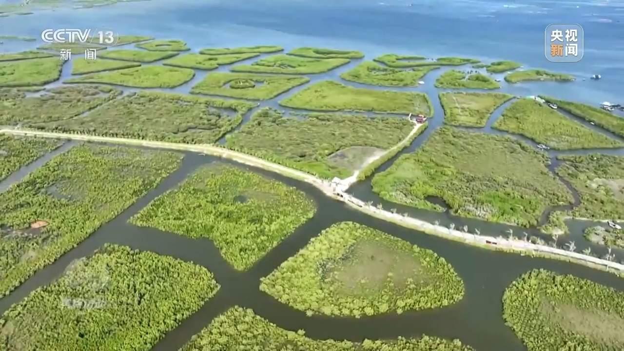 焦点访谈丨保护海洋生态 守好人海和谐的蓝色家园
