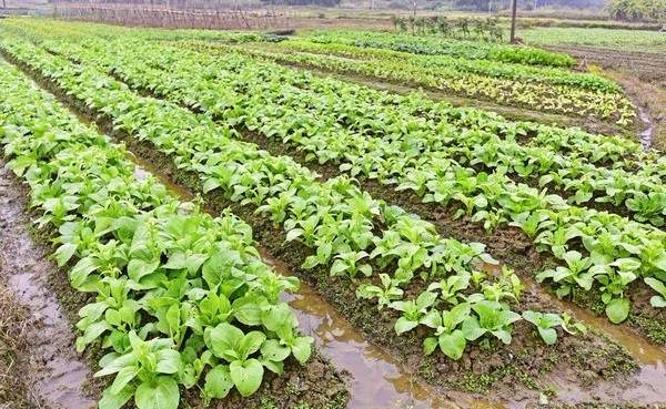 山东发布蔬菜生产管理“技术指南”,助力农户应对连续阴雨