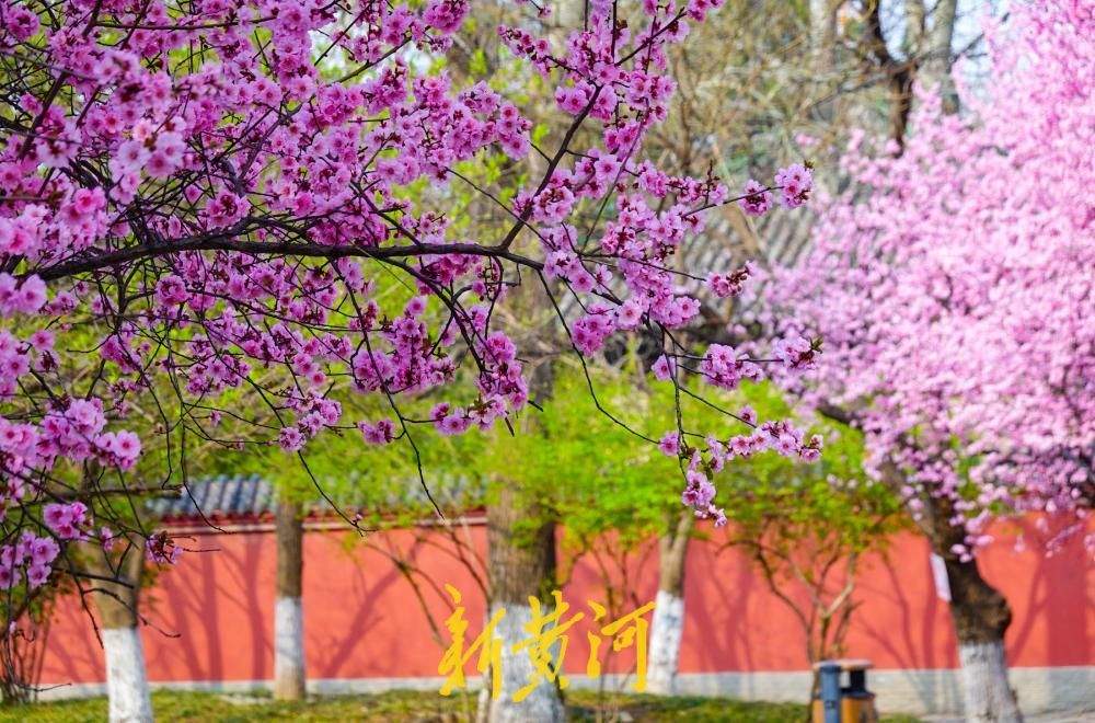 花开“梅”好时节，济南这处社区公园里花香四溢