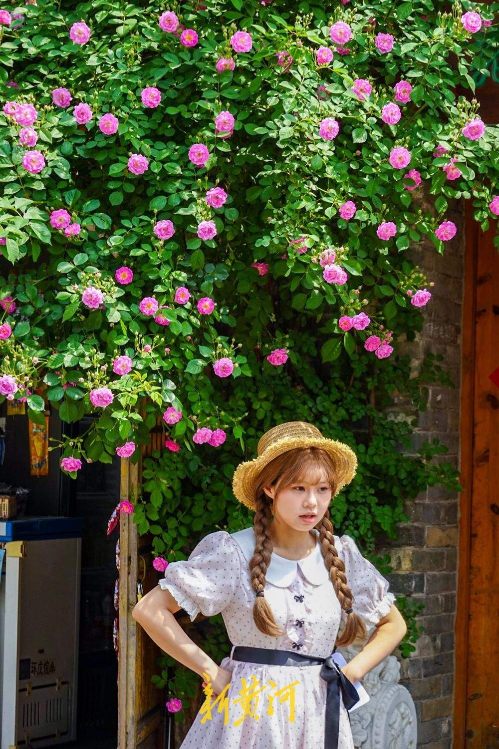 蔷薇“抢跑”赴春日之约