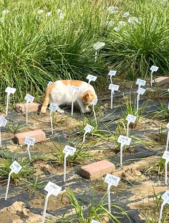 “我的论文被谁偷吃了” 农学生毕业论文惨遭“毒手”