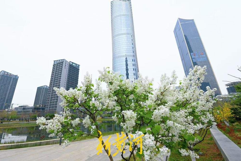 济南CBD“五指山”下丁香花绽放 与城市超高层建筑交相辉映