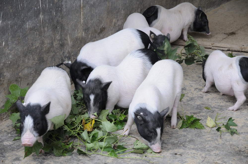 世界首例！中国团队将基因编辑猪肺成功移植人体