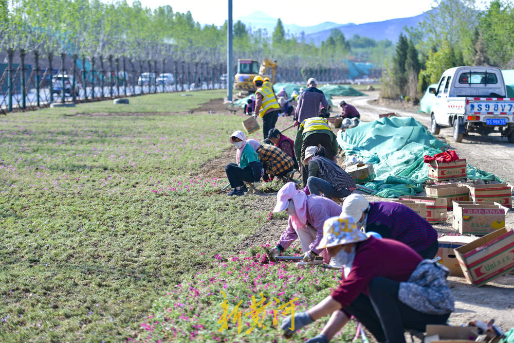 济南港九路拓宽改造 北入口打造花海美景