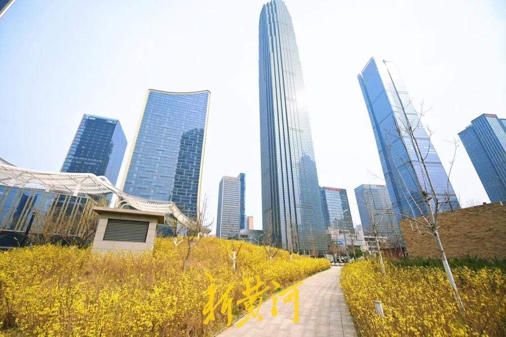 连翘花盛开，济南CBD披上金色盛装