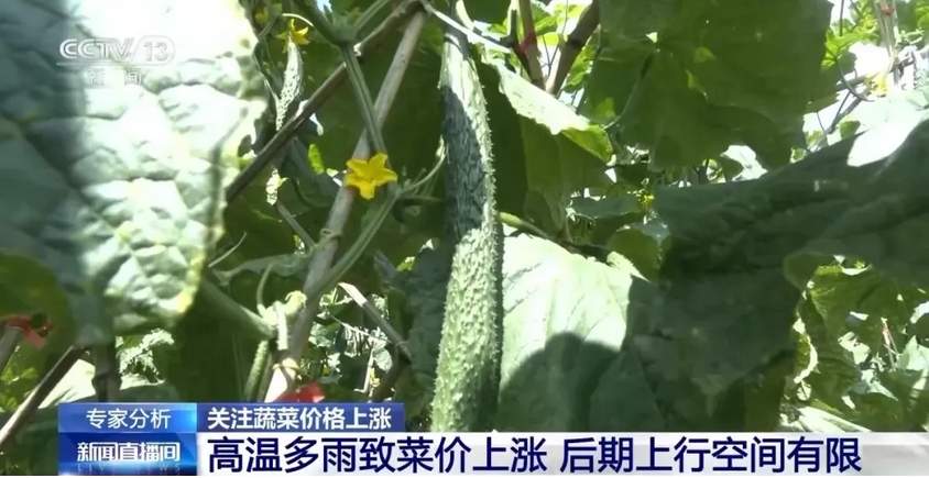 家常菜价格“不家常”，是什么引起了蔬菜价格上涨？