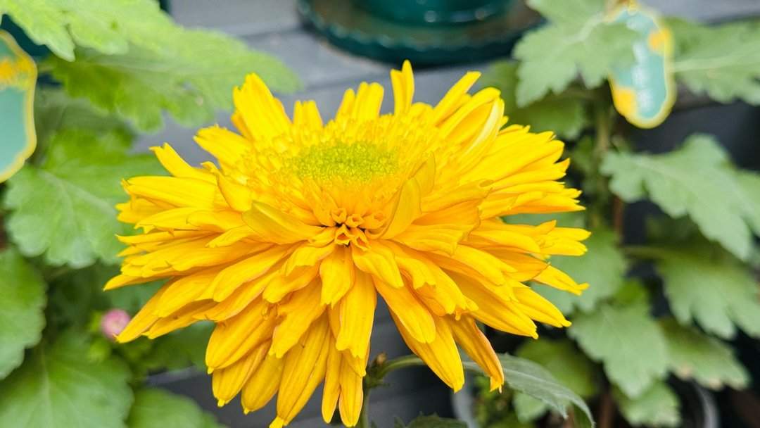 五颜六色，造型各异，趵突泉金秋菊展精品菊撷英