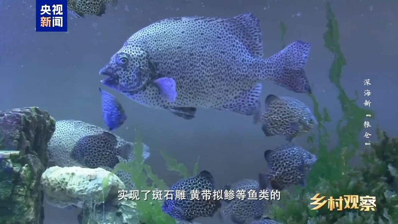 海上“全屋智能”！探访全球首艘三文鱼养殖工船
