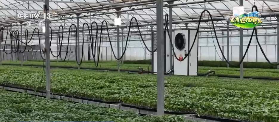 科技“组合拳”保障智慧大棚“四季如春” “菜园子”焕发现代农业新活力