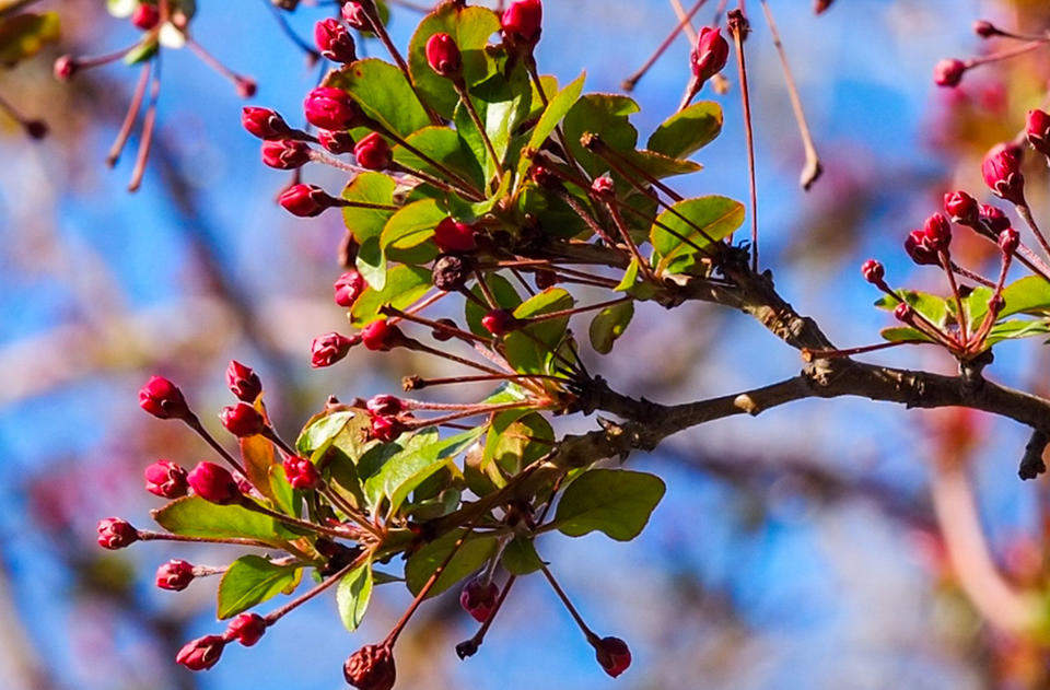 春分要来暖风吹，济南泉边大面积海棠花含苞待放