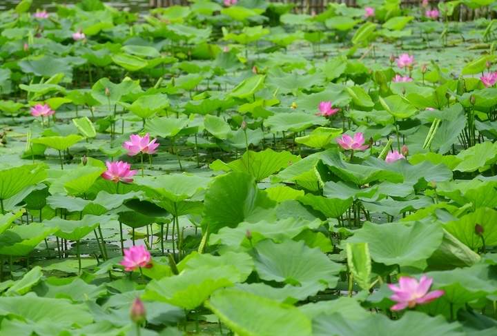 荷红叶绿满城香，明湖美景醉游人