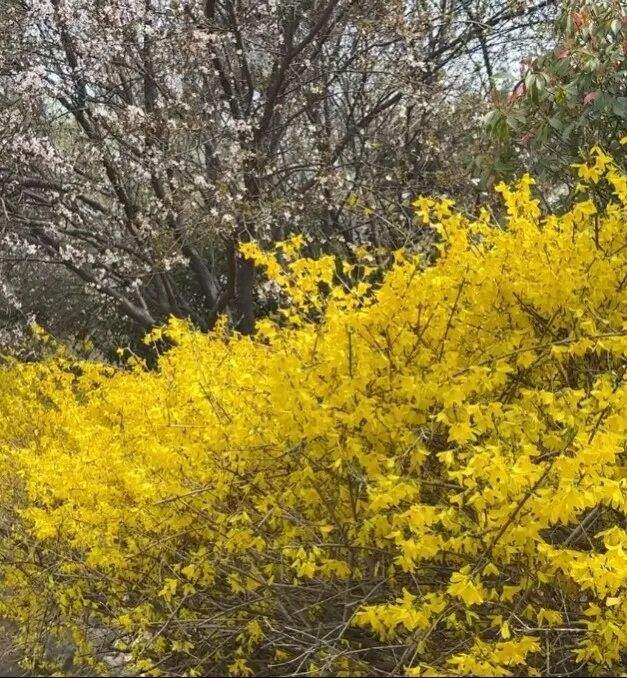 一城春色半城花！济南九大公园藏着这些爆款花景