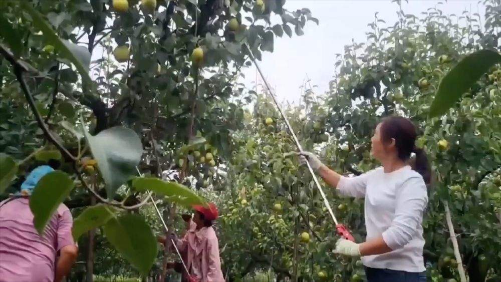 特色农业挖潜力 丰收喜悦满田间