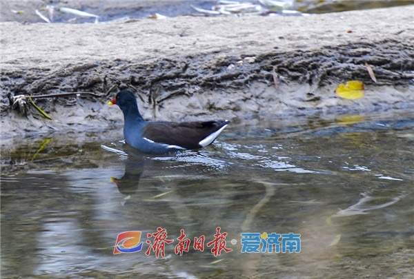 水中珍禽黑水鸡，冬日栖息济南腊山河 