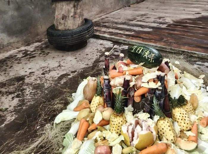 象妈妈“撒宽”41岁啦！济南动物园举办了一场别出心裁的生日庆典