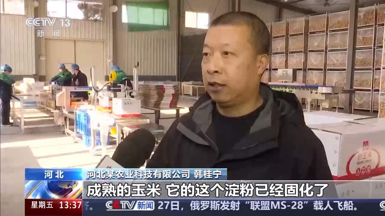 包装玉米是“僵尸玉米”？专家解读