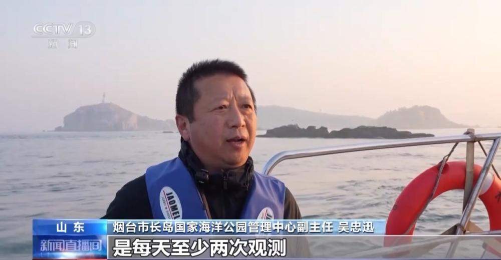 山东烟台迎斑海豹洄游 种群保护成效明显