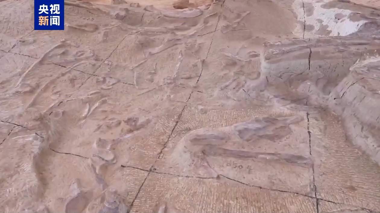 黔江抢救性发掘白垩纪恐龙化石 发现“长生黔江龙”新属种