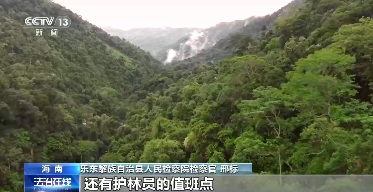 结伙徒步进山 多次在国家公园盗伐珍贵名木 26人被判刑