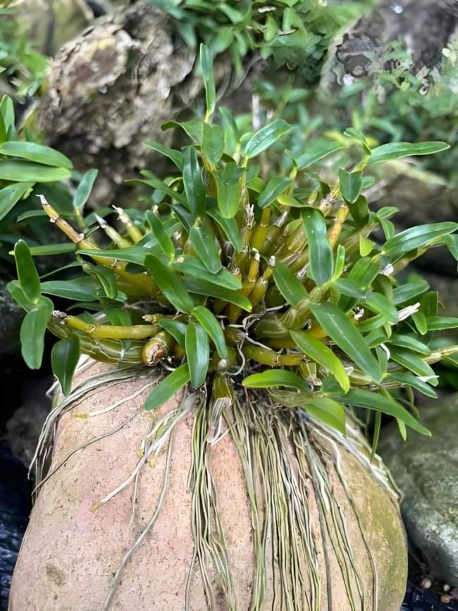 深耕本草原料创新 植物医生交出中国成分抗衰科研答卷