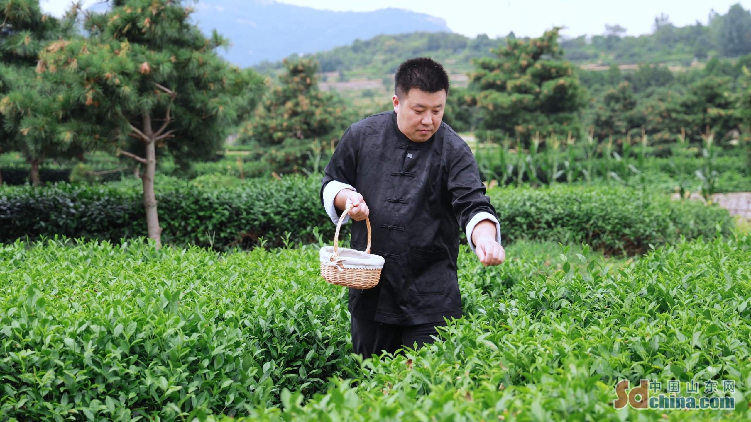 你好 守艺人丨不靠机器靠手艺 他把普通绿茶变成致富