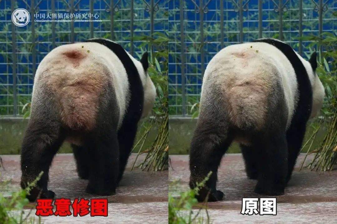 大熊猫背上有“血洞”？熊猫中心紧急发文