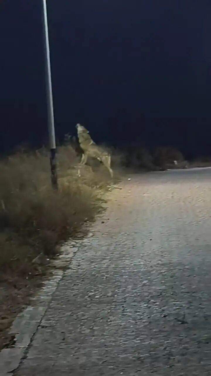 陕西村民路边发现“狼”嚎叫?当地:是狼犬