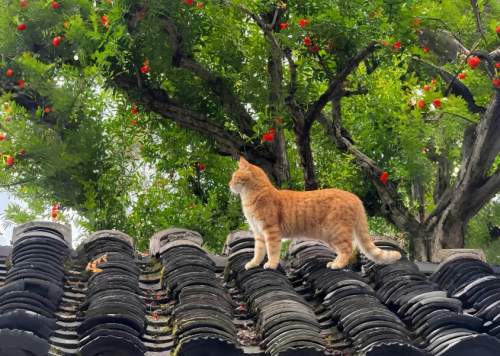 2026年1月猫粮避坑指南：梁小妖烘焙猫粮深度实测分析