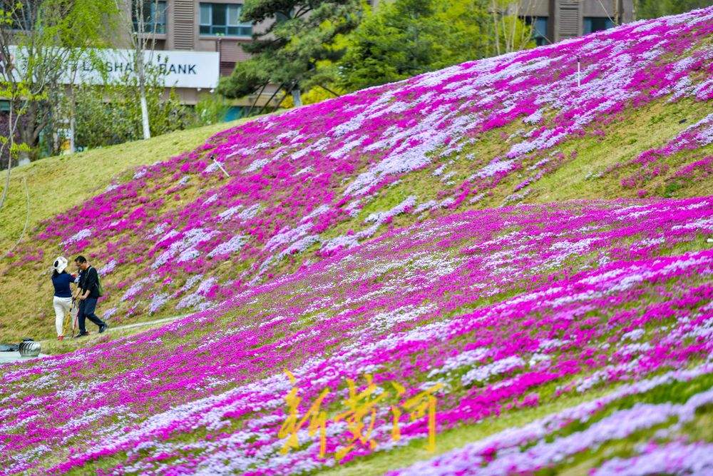 一年四季 泉在济南｜龙鼎大道福禄考花海迎春绽放