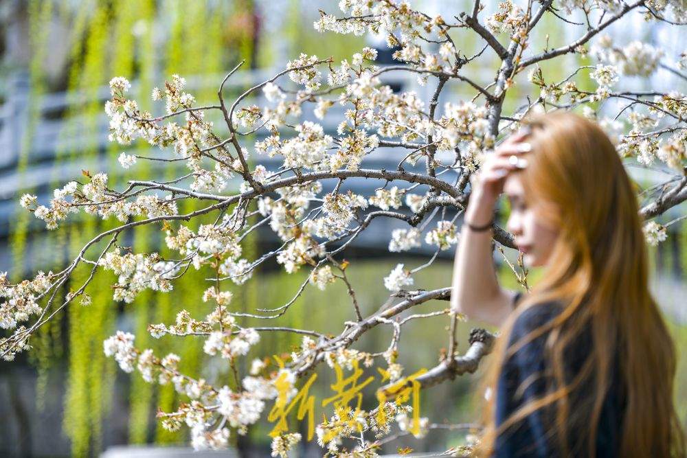 济南护城河畔“独树一枝”变身网红打卡点