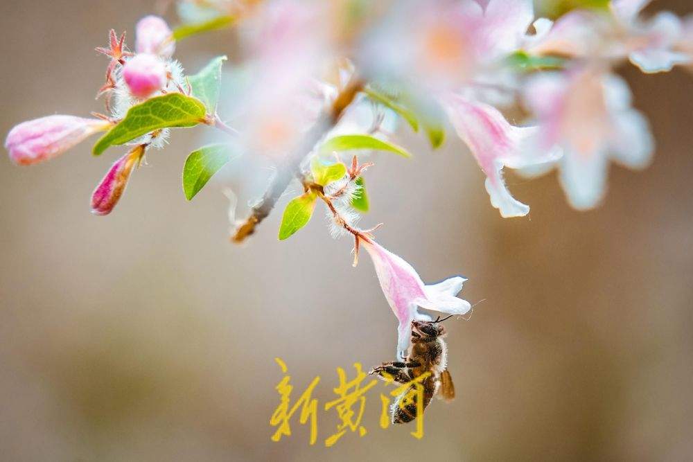 一年四季 泉在济南｜人在花中游 猬实花盛开绘就泉城春日盛景